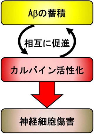 放医研、アルツハイマー病の根本治療につながる新たな発症メカニズムを解明