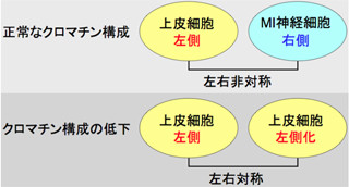 名大、脳などの神経系で左右非対称性が決定する仕組みの一端を解明