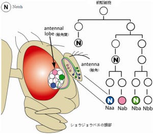 理研など、多様な嗅覚神経細胞が生みだされる機構を解明 - 臓器再生に前進