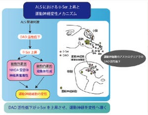 九大など、脊髄のアミノ酸量が筋萎縮性側索硬化症に関与していることを発見