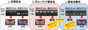 東大、細菌「ボルバキア」が蛾の性決定システムを乗っ取ることを発見