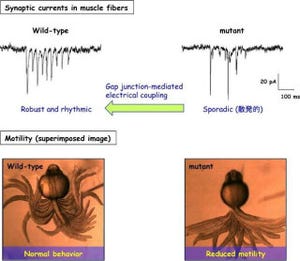 遺伝研、ニューロンの活動が散発的な胎児期でも運動が可能になる機構を解明