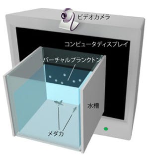 NIBB、メダカがミジンコを補食する際に1/fゆらぎを利用していることを解明