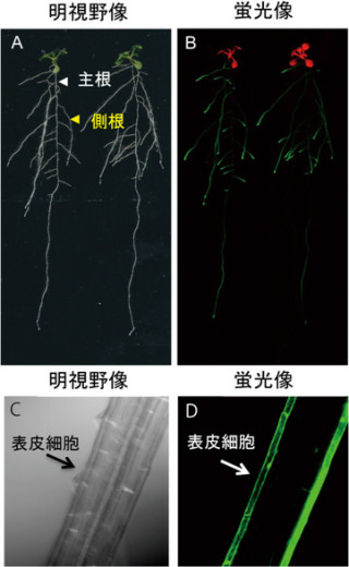 理研、低窒素濃度環境下で植物の窒素吸収を担うタンパク質を確認