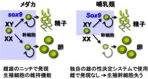 NIBB、性の決定システムは同じ脊椎動物でも動物種によって異なるのを確認