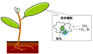 ワシントン大など、植物気孔の数を制御するホルモン受容メカニズムを解明