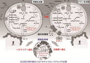 生命の誕生は熱水環境? - JAMSTEC、初期生命に最も近い好熱菌をゲノム解析