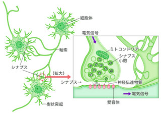 東大など、数十年来の脳の謎を解明 - 脳回路が精密な配線であることを発見