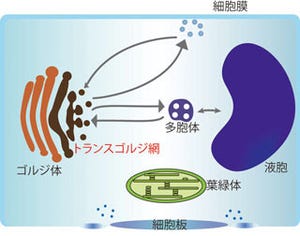 東大、植物の免疫メカニズムを担う膜交通分子を発見 -耐病性向上への応用も