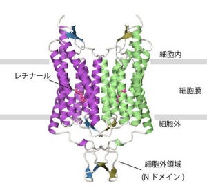 東大、論争の続いていた「チャネルロドプシン」のイオン輸送経路を解明