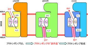 理研、好熱性細菌の一酸化窒素還元酵素に「プロトンポンプ」の原型を発見