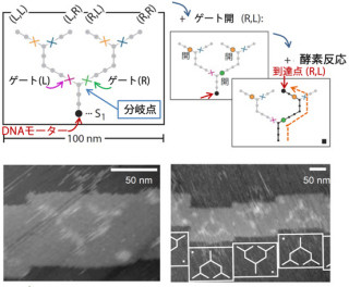 京大、分子モーターの進行をナノスケールで制御することに成功