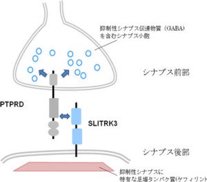 理研、謎が多い「抑制性シナプス」の形成に関わるタンパク質の1つを確認