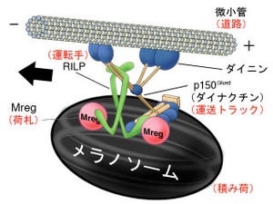 白髪が黒髪へ? - 東北大がメラニン色素の逆行輸送の仕組みを解明