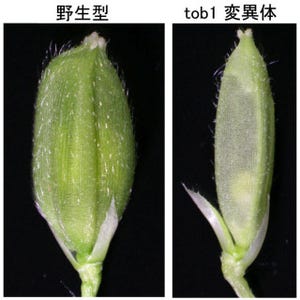 東大、植物の「未分化細胞」と「器官原基」の対話に関する遺伝子を発見