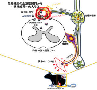 阪大など、病原性免疫細胞が中枢神経系へ侵入する仕組みを分子レベルで解明