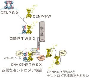 遺伝研、細胞が正常に分裂するためのタンパク質複合体の結晶構造を解明