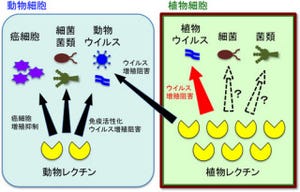 東大、植物に新たなウイルス抵抗性を与える遺伝子「JAX1」を発見