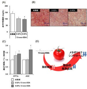 トマトを食べれば痩せられる!? -京大ら、新発見の成分で肥満改善効果を実証