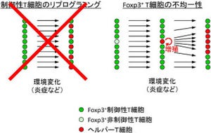 理研など、免疫疾患の新たな治療法の開発にもつながる仕組みを発見