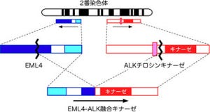 JSTやがん研究会など、肺がんの原因の1つとなる新たな融合遺伝子を発見