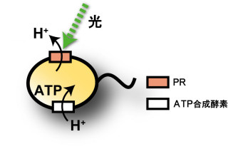 プロテオロドプシン型のエネルギー生産量は予想外に大きい - 東大海洋研