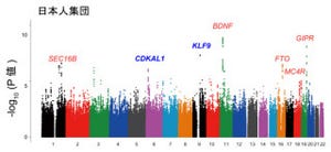 理研、日本人を含む東アジア人特有の肥満指標BMIに関わる新規遺伝子を発見