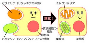 東大、植物細胞内感染性リケッチアを分子同定することに成功