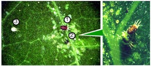 ハダニ類は種を超えて天敵からの脅威に対抗するために協力 - 京大が発見