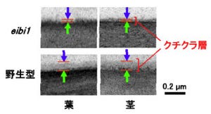 生物研、葉の水分を保持できないオオムギの突然変異体の原因遺伝子を究明