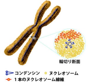 DNAは染色体の中にかなりいい加減・不規則に収められていた -遺伝研が発見