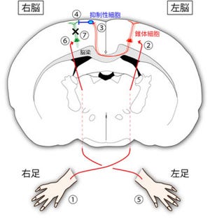 理研、左右の大脳半球間で抑制し合う「半球間抑制」のメカニズムを解明