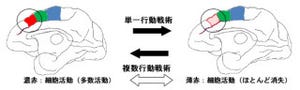 東北大、脳の前頭前野内側に行動制御に関わる未知の領域を発見