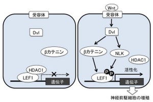 九大、光る魚を使って脳サイズを制御する新たな分子経路を発見