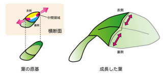 基礎生物研、植物の葉が表裏方向ではなく横方向に生長する仕組みを解明