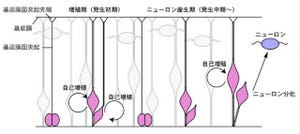 神経幹細胞の非対称性分裂に関与しているのは「Cyclin D2」 - 東北大が解明