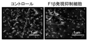 東大医科研、インフルエンザウイルスがヒトの細胞で増殖する際のカギを同定