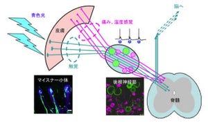 東北大、皮膚で光を感じられるスーパー感覚を備えたラットの作成に成功