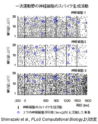 理研、複数の脳神経細胞の協調活動を連続して計測できる新解析法を開発