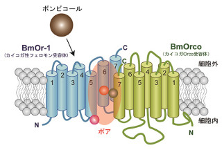 東大、昆虫のフェロモンなどの受容体シグナル伝達の仕組みを巡る論争に決着