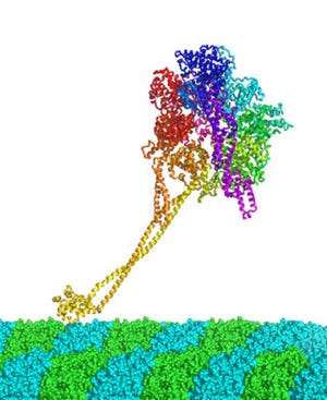 阪大ら、細胞内の物質輸送を担う分子モーター「ダイニン」の原子構造を解明