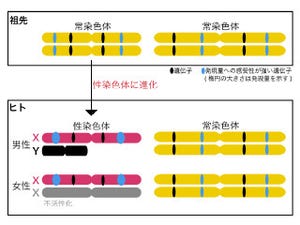 X染色体上の遺伝子は常染色体の2倍量発現して量的不均衡を解消 - 東北大