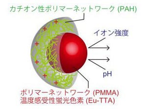 早大、細胞内の局所的で微小な温度変化を測定可能な「歩くナノ温度計」開発