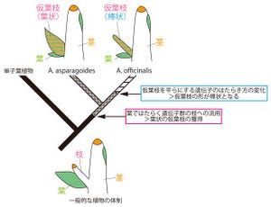 東大、アスパラガス属独特の器官「仮葉枝」が枝なのか葉なのかを解明