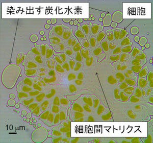 東大、微細緑藻が生産する代替石油にメチル基を導入できる遺伝子を同定