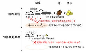 生物研と東大、2眠蚕カイコを使ってサナギへの変態を抑制する遺伝子を発見