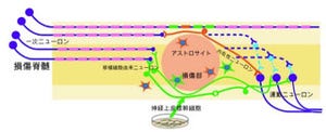 NAISTら、新方式のiPS細胞由来神経幹細胞で脊髄損傷の運動機能回復に成功