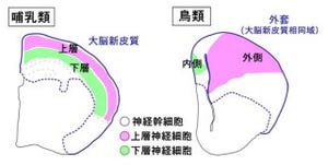 ほ乳類特有の大脳新皮質は新しくなかった - 遺伝研、定説を覆す証拠を発見