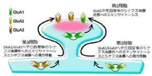 京大、新実験手法で学習・記憶の「長期増強」時のAMPA受容体の変化を観察