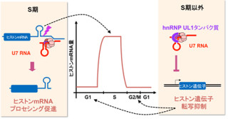 産総研、「U7 RNA」が状況に応じて2つの遺伝子制御を行なうことを発見